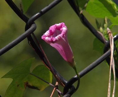 [This flower is pinkish-purple and is just the tube with the ends curled inward.]